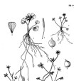 矮毛茛(苞毛茛) 矮毛茛(苞毛茛)