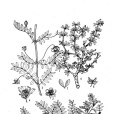 大花蒺藜 大花蒺藜