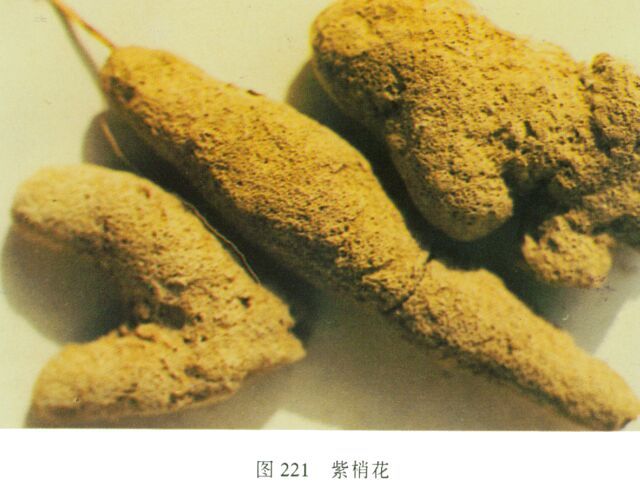 紫霄花 紫霄花