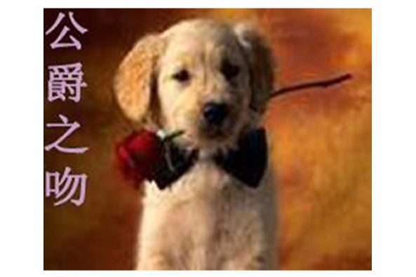公爵之吻 公爵之吻