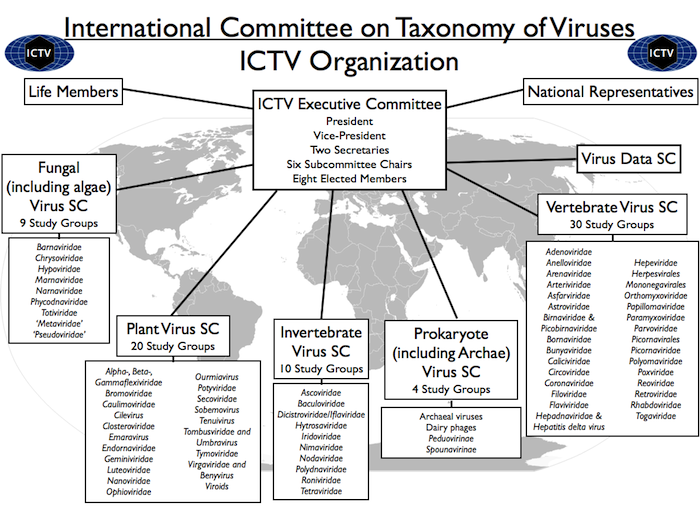 ICTV組織機構圖