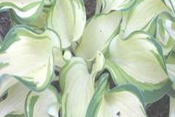 Hosta \x27Ghost Spirit\x27