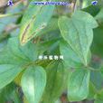 盾翅藤屬 盾翅藤屬