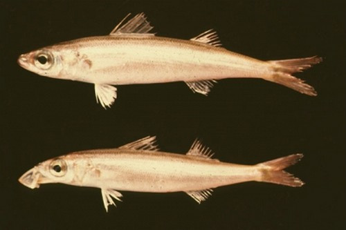 雙鰭諧魚 雙鰭諧魚