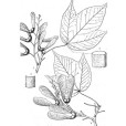 勐海槭 勐海槭