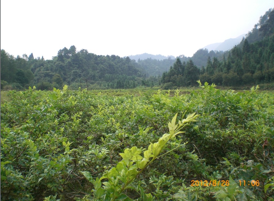 長生藤莓茶生產環境