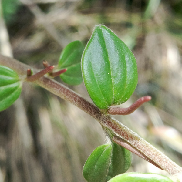 Peperomia alibacophylla