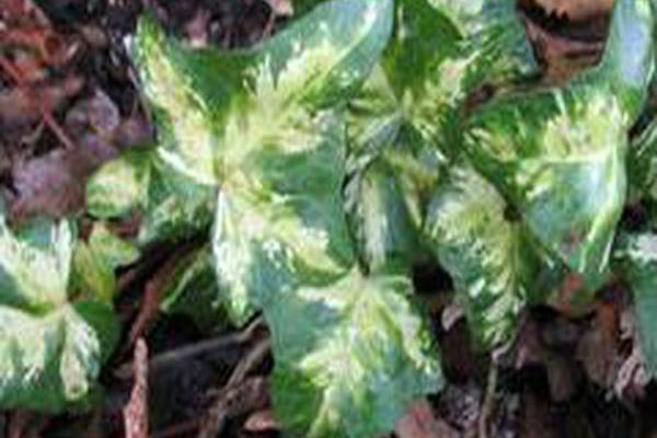 Hedera helix \x27Midas Touch\x27