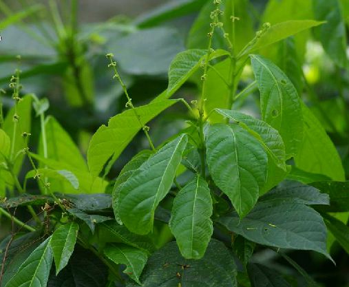 大青(大青屬植物)