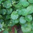 香菇草(水金錢) 香菇草(水金錢)