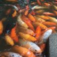 榭貣魚 榭貣魚