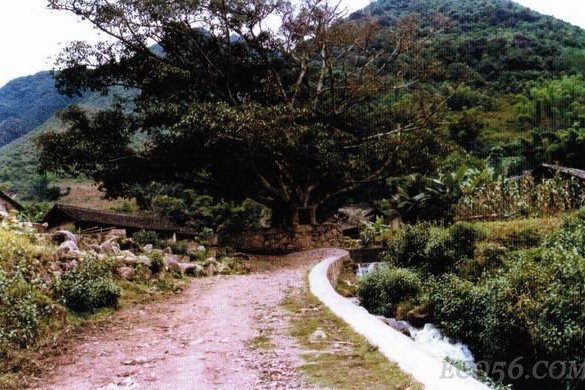 榕抱碑