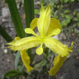 黃菖蒲花 黃菖蒲花
