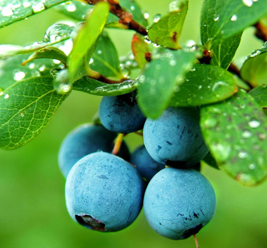 從藍莓葉中提取的原花青素可以抵抗C肝病毒
