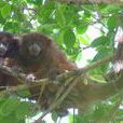 赤褐伶猴