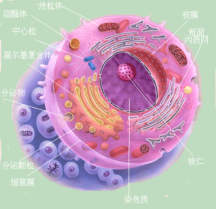 人體細胞