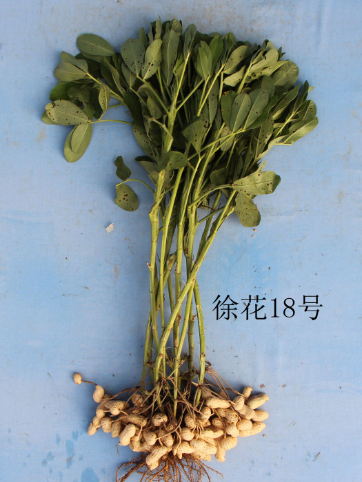徐花18號 徐花18號