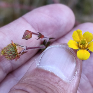 Geum peruvianum