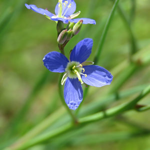 Heliophila adpressa