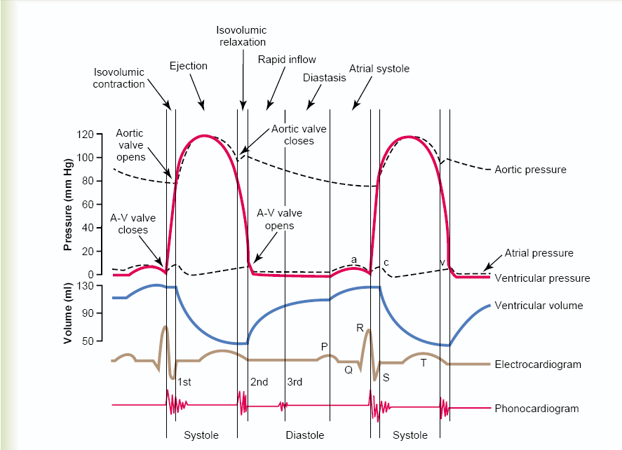 心動周期中各部壓力變化以及心音心電圖