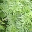 童子益母草 童子益母草