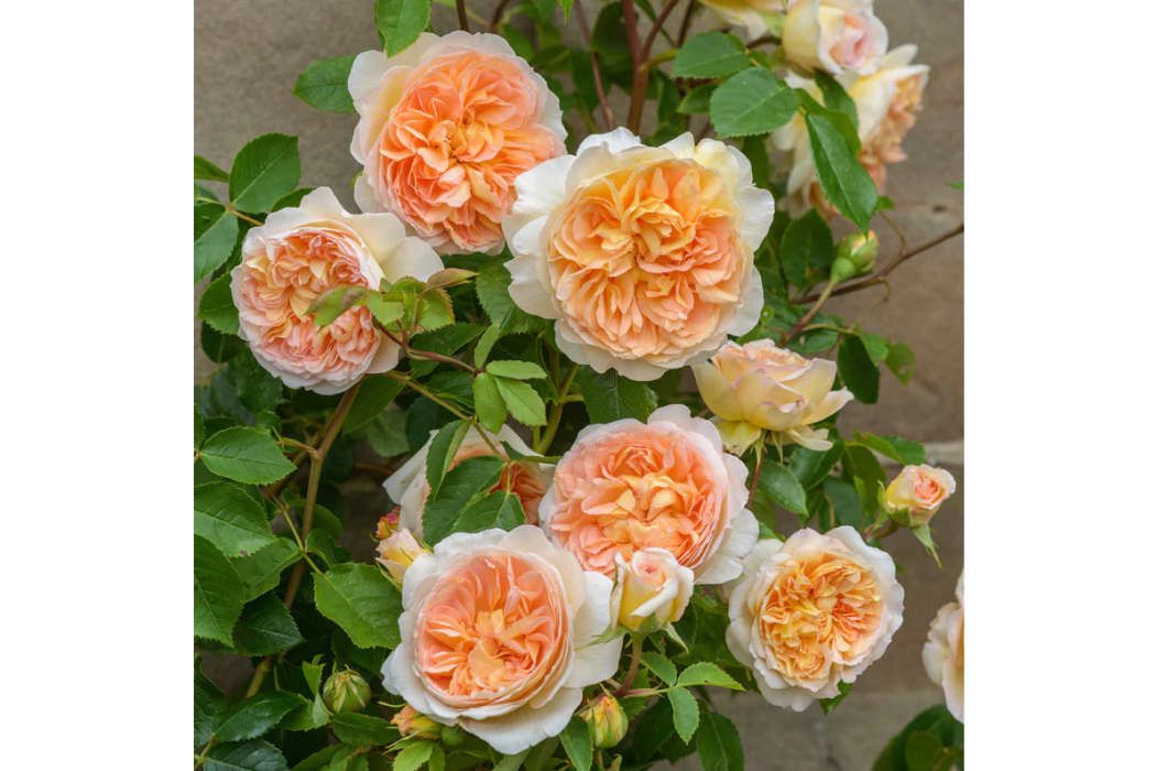 芭思希芭 芭思希芭