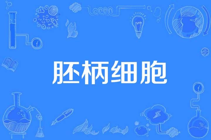 胚柄細胞 胚柄細胞