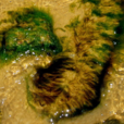 海藻石