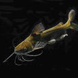 長須黃顙魚 長須黃顙魚