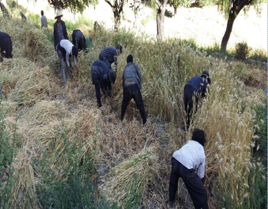 2015年5月繞金村組織民眾幫助缺少勞動力的村民收割小麥