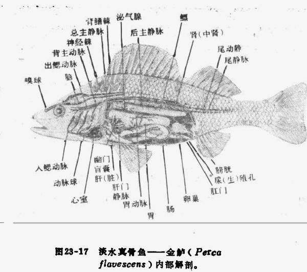 副鱭魚