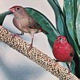 火雀(鳥類) 火雀(鳥類)