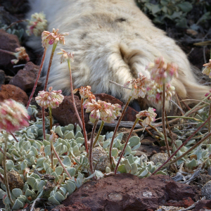 Eriogonum ovalifolium