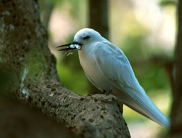 白玄鷗馬克薩斯群島亞種
