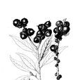 粉葉柯 粉葉柯