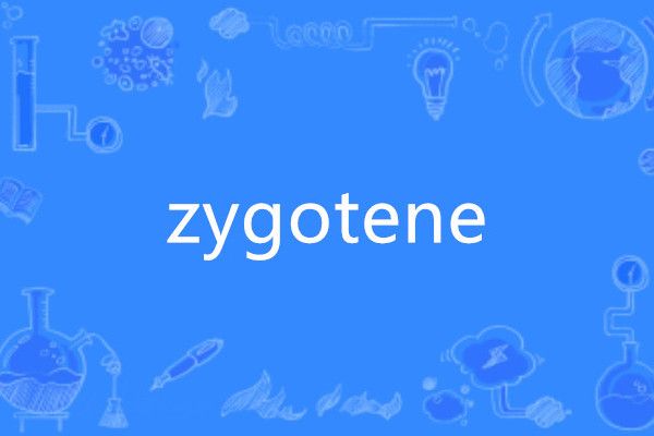 zygotene zygotene