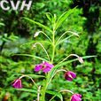 天山柳葉菜 天山柳葉菜
