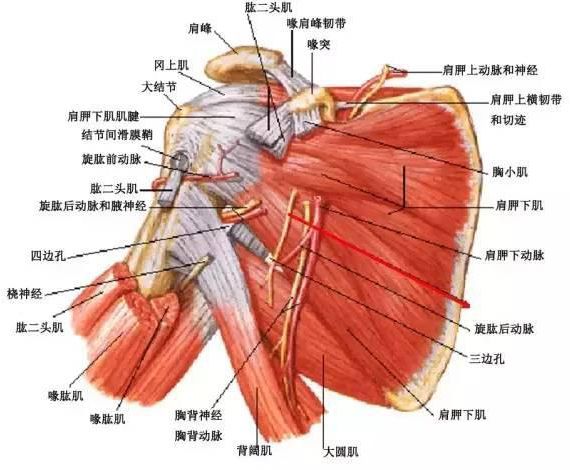 肩胛下肌 肩胛下肌