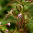 短葉柳葉菜 短葉柳葉菜