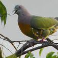 綠鳩 綠鳩