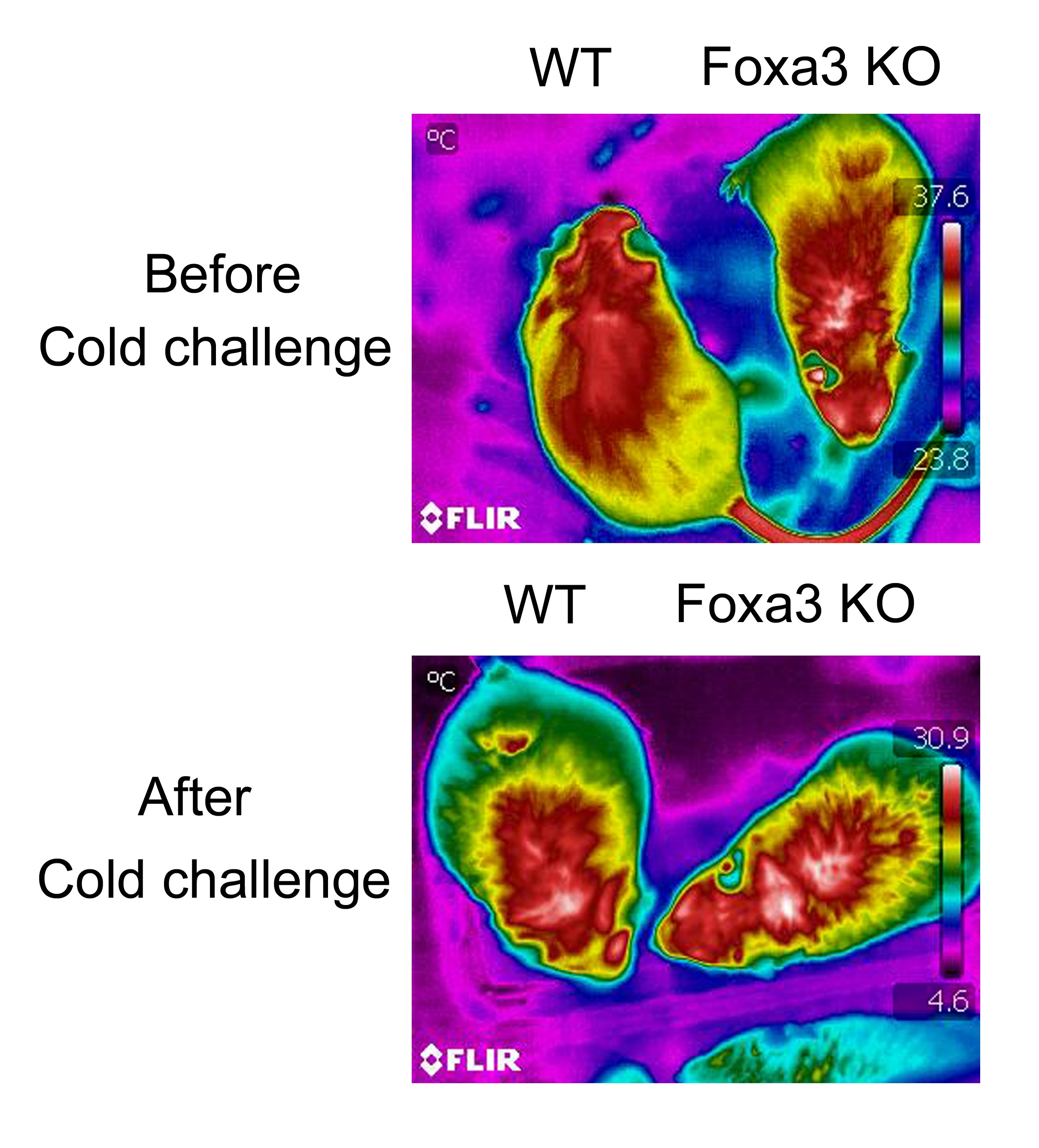 Removing Foxa3 prevents obesity, extends lifespan in mic