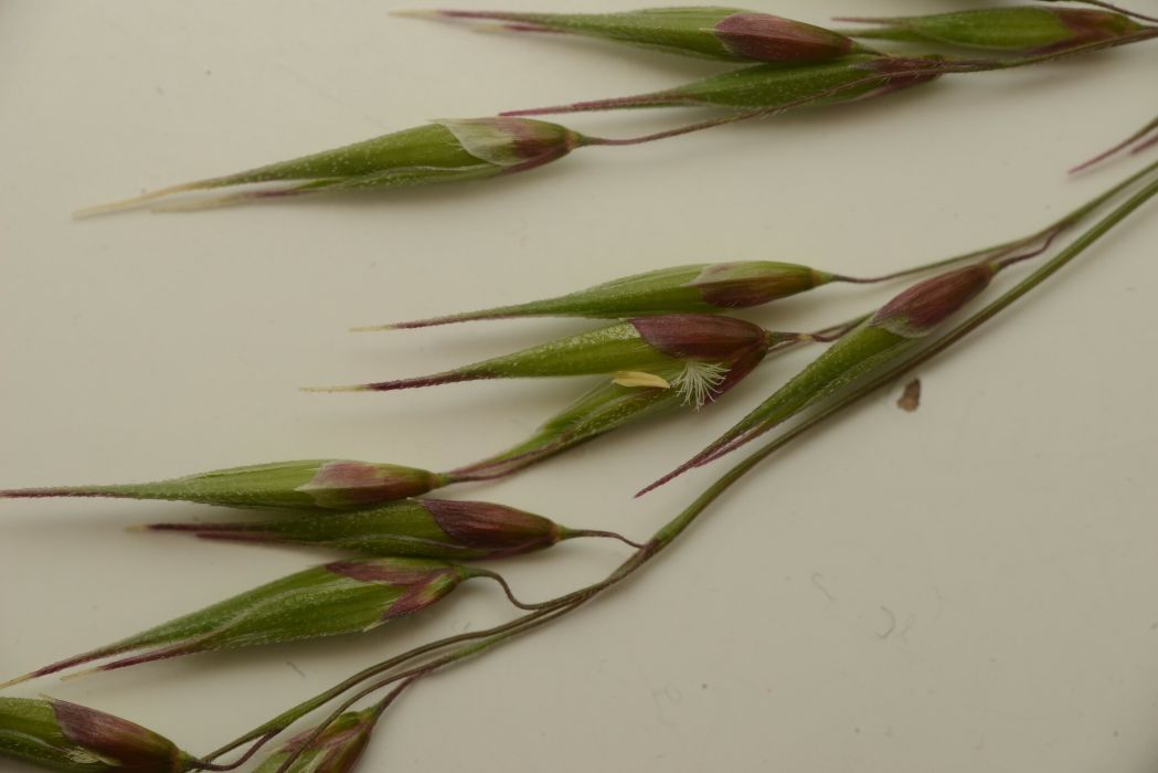 Ehrharta longiflora