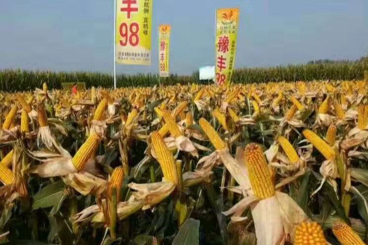 豫豐98 豫豐98
