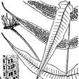 節肢蕨 節肢蕨