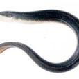 鰻鱺(魚類)