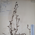 松葉萹蓄 松葉萹蓄