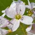 草甸碎米薺 草甸碎米薺