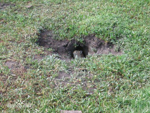 兔鼠生活的草原和洞