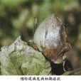 棉鈴疫病 棉鈴疫病