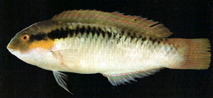 a頸帶海豬魚